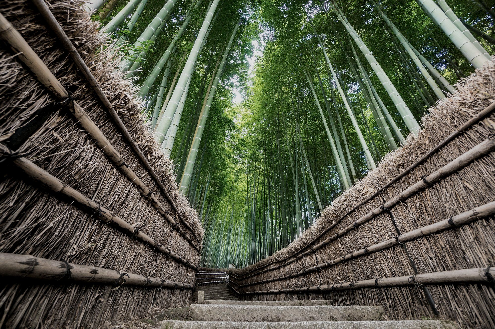 Bamboo grove path in Arashiyama