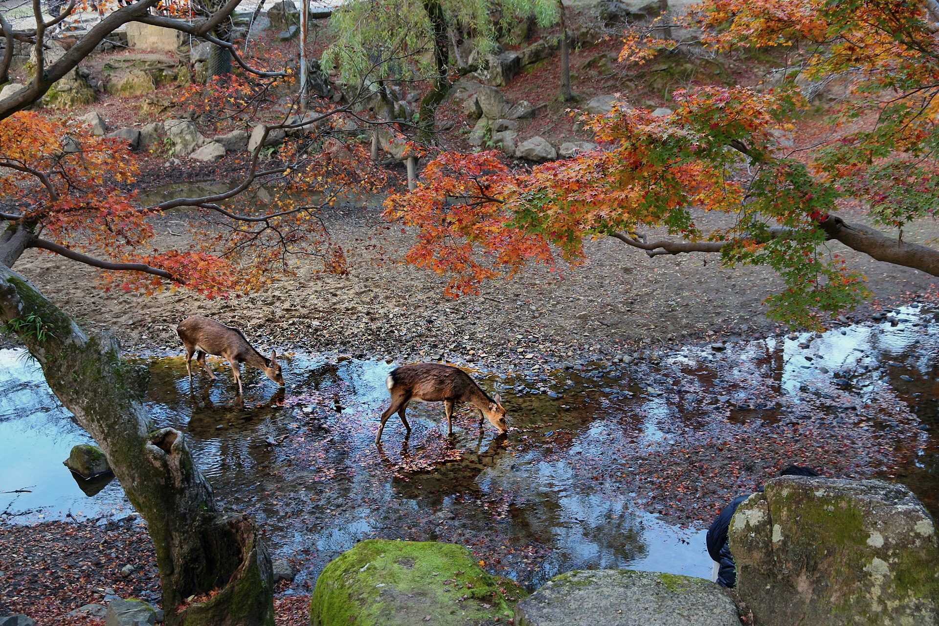 Sika deer beside water under autumn foliage in Nara park