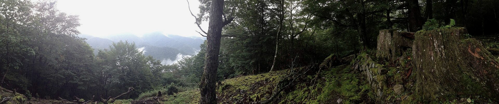 Stone stairway climbing through forest on the Kumano Kodo